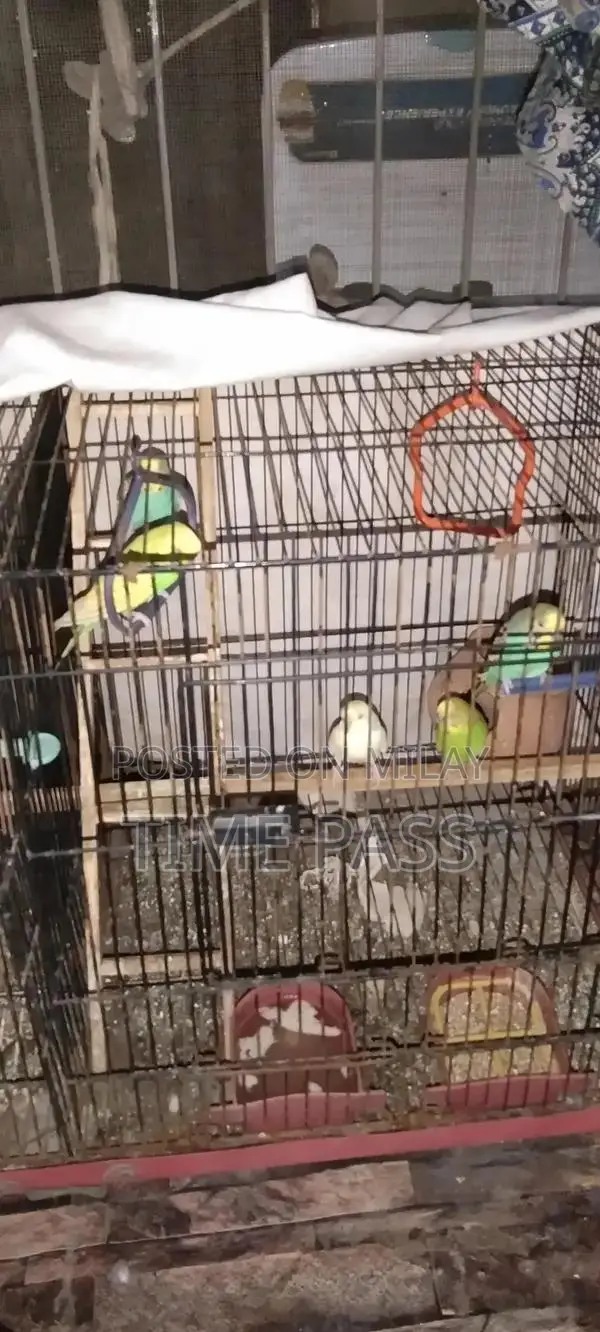 ak pair cockatiel and 3 pair Australian and double cage