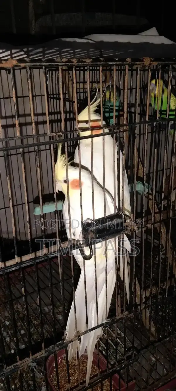 ak pair cockatiel and 3 pair Australian and double cage