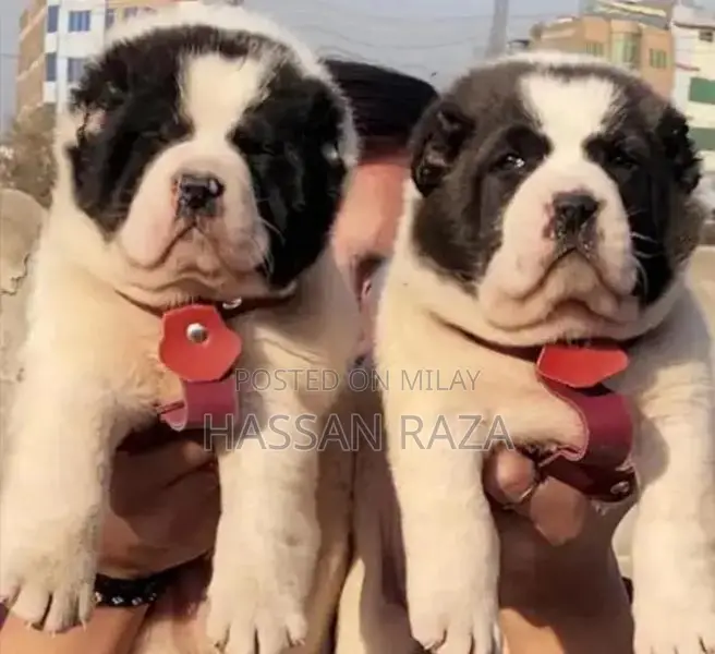 Alabai Pair / Alabai Dog /king Alabai Pair security dog for sale