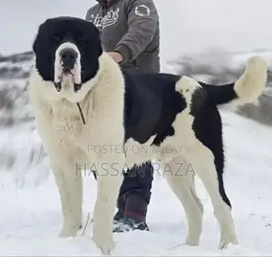 Alabai Pair / Alabai Dog /king Alabai Pair security dog for sale