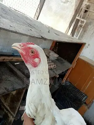 Photo - setup for sale