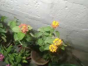 Photo - Diverse Indoor and Outdoor Plant Collection - Roses, Money Plants, and