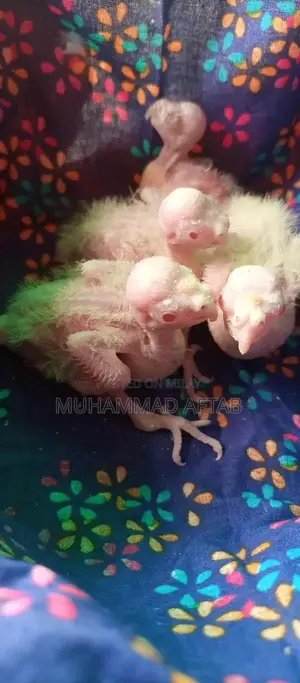 Photo - White and Charcoal Cocktail Chicks for Hand Taming