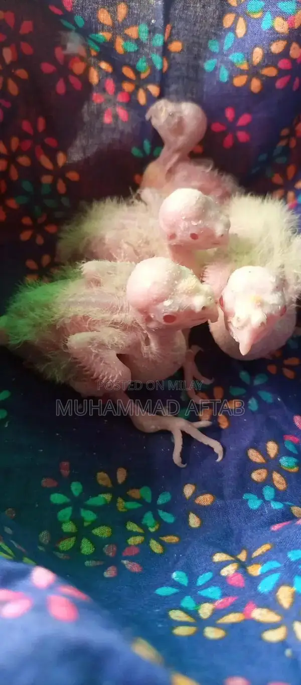 White and Charcoal Cocktail Chicks for Hand Taming