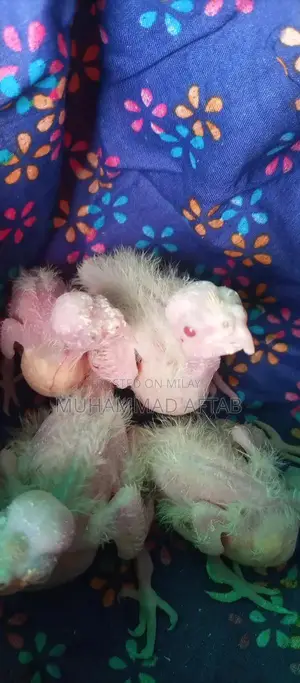 White and Charcoal Cocktail Chicks for Hand Taming