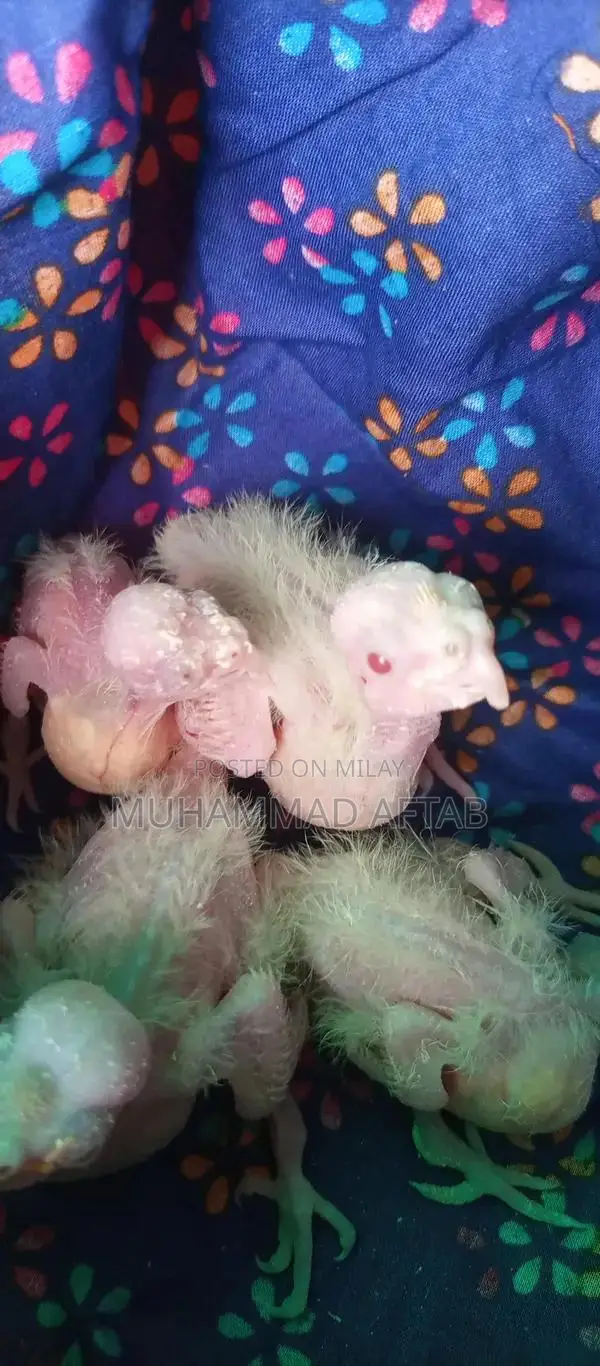White and Charcoal Cocktail Chicks for Hand Taming