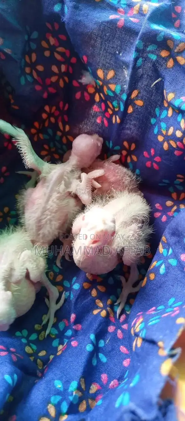 White and Charcoal Cocktail Chicks for Hand Taming