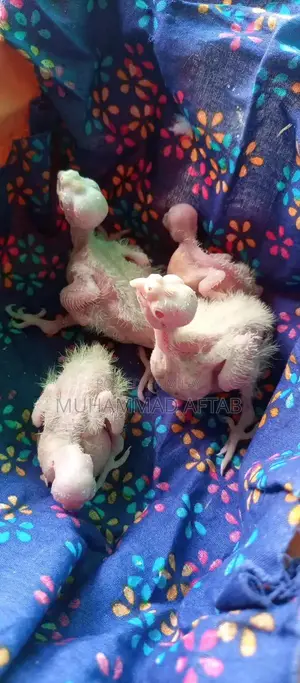 White and Charcoal Cocktail Chicks for Hand Taming