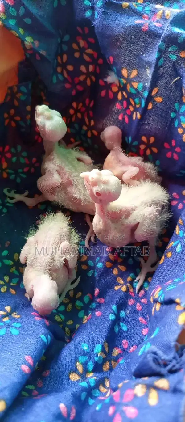 White and Charcoal Cocktail Chicks for Hand Taming