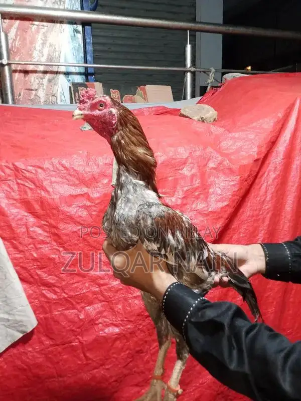 Murga Aseel Chicken Breed Poultry Farming Specimen