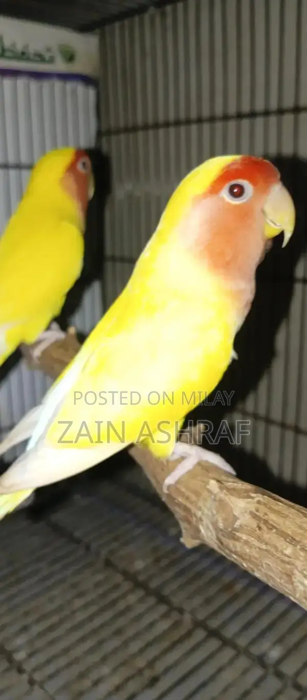 Lutino Love Bird Breeding Pair - Red Eye Ready