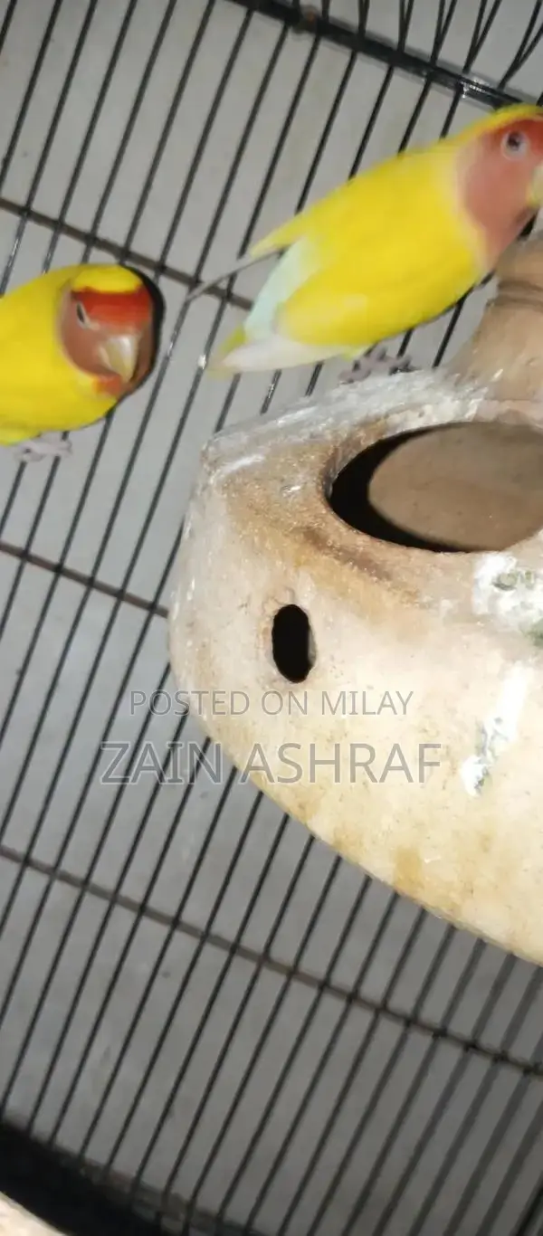 Lutino Love Bird Breeding Pair - Red Eye Ready