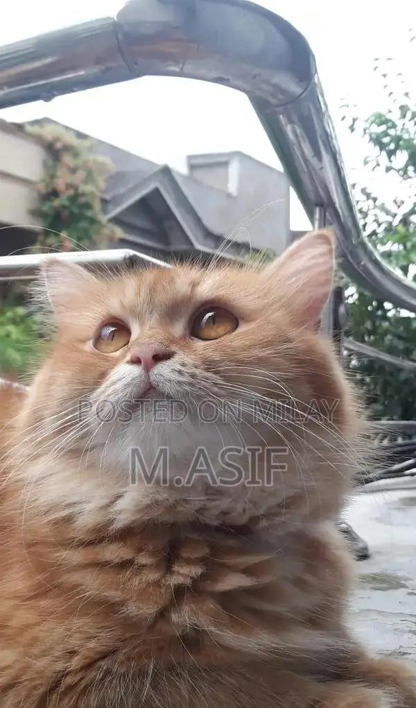 Triple Coated Blonde Male Cat - Friendly Home Pet