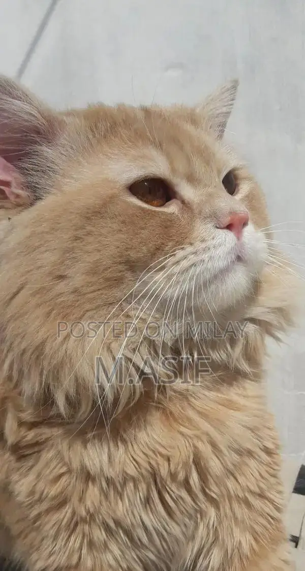 Triple Coated Blonde Male Cat - Friendly Home Pet