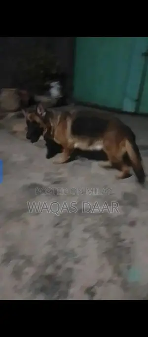 Photo - Bella Female Dog Breed with Dark Coat and Active Temperament