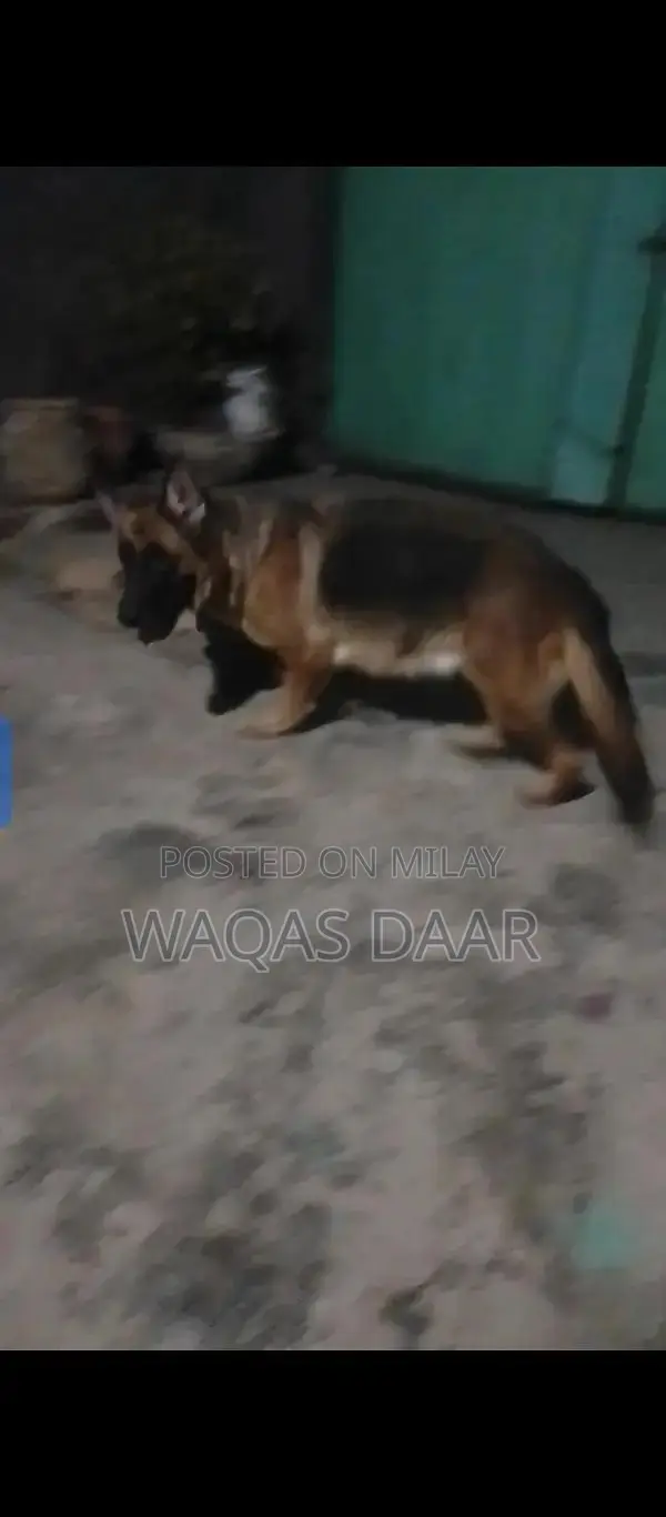 Bella Female Dog Breed with Dark Coat and Active Temperament