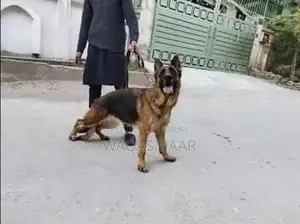 Bella Female Dog Breed with Dark Coat and Active Temperament