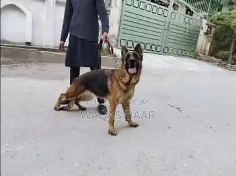 Bella Female Dog Breed with Dark Coat and Active Temperament