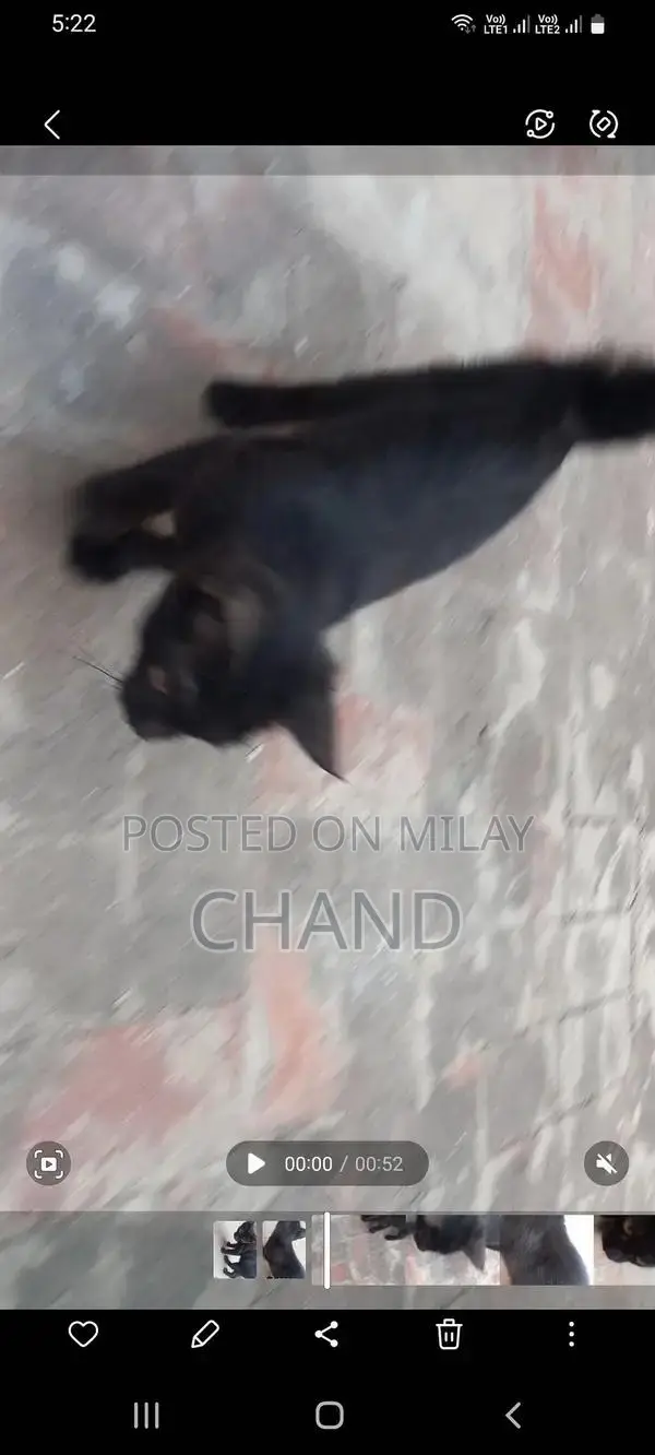 persion kitten available