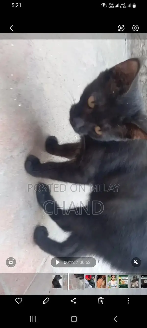 persion kitten available