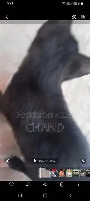 persion kitten available