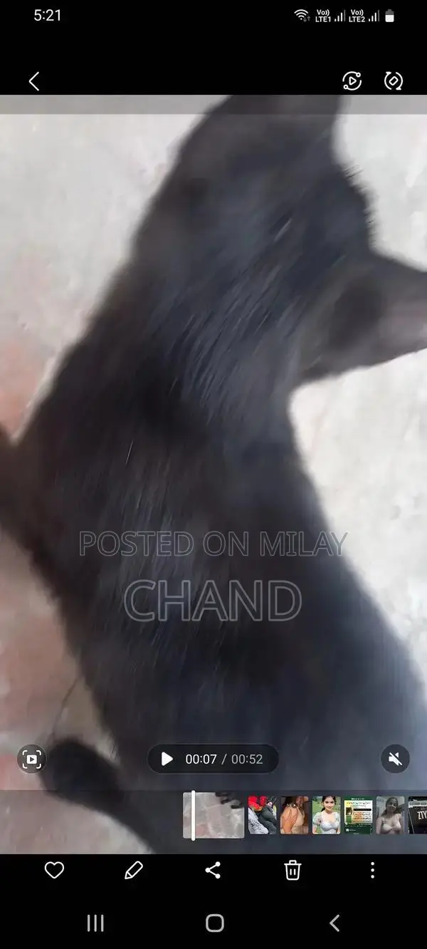 persion kitten available