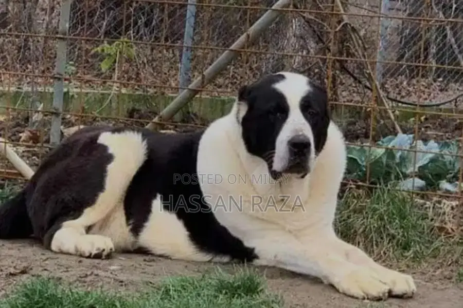 Alabai Pair / Alabai Dog /king Alabai Pair security dog for sale