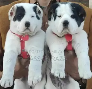 Alabai Pair / Alabai Dog /king Alabai Pair security dog for sale