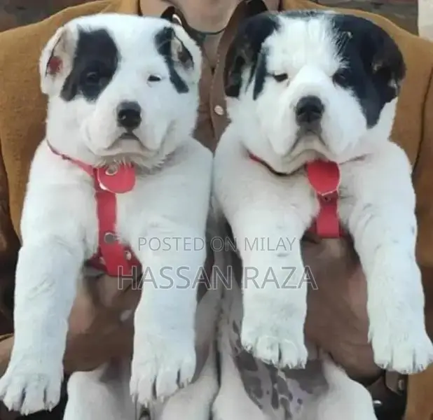 Alabai Pair / Alabai Dog /king Alabai Pair security dog for sale