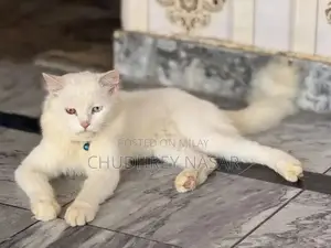 Photo - Young Male White Cat - Energetic and Social Companion