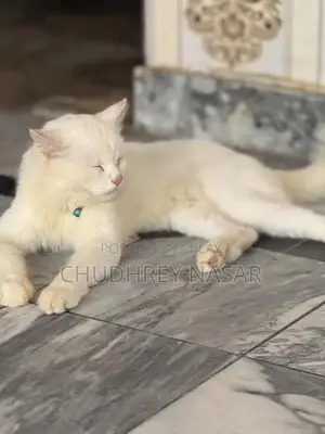 Young Male White Cat - Energetic and Social Companion