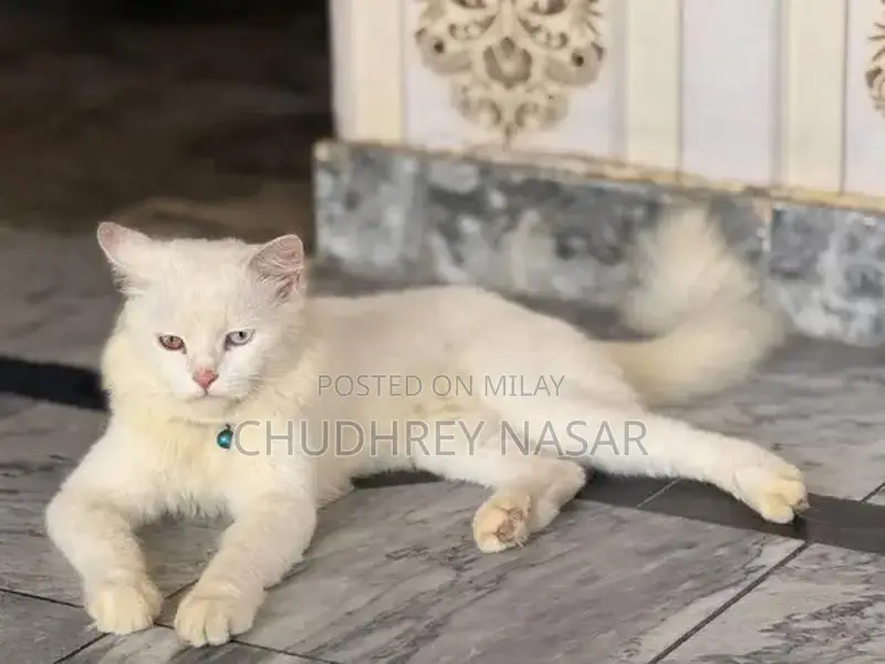 Young Male White Cat - Energetic and Social Companion