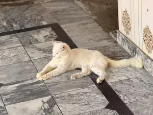 Young Male White Cat - Energetic and Social Companion