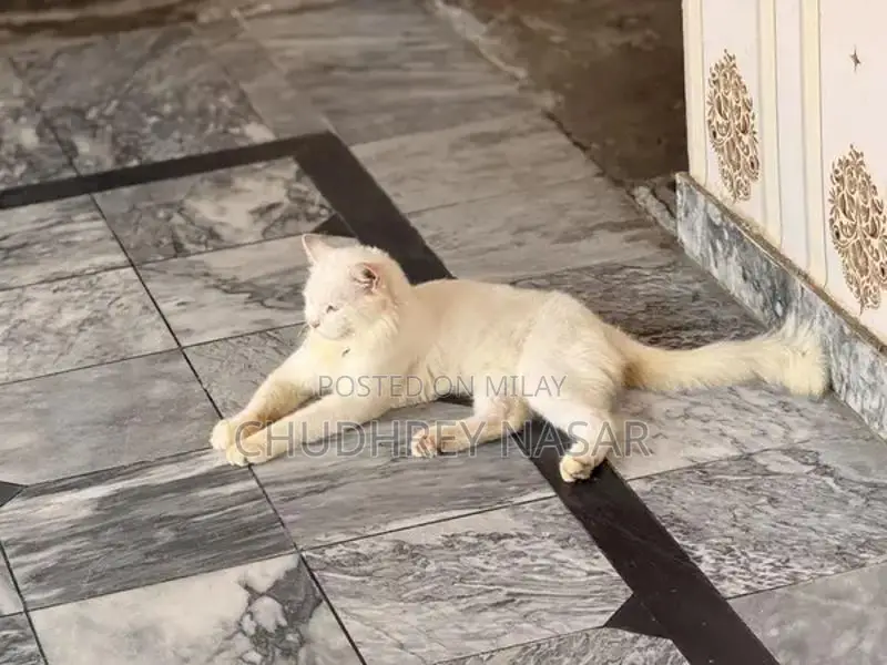 Young Male White Cat - Energetic and Social Companion