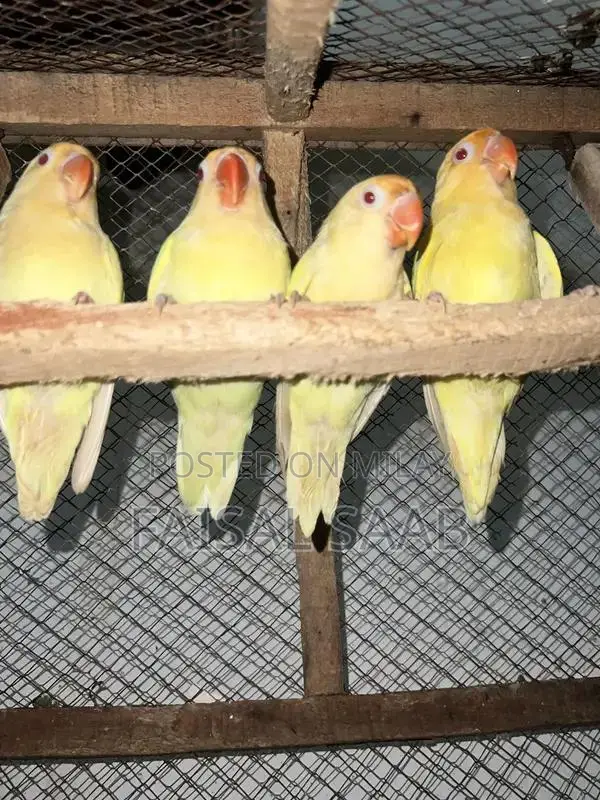 Love birds creamino with cage