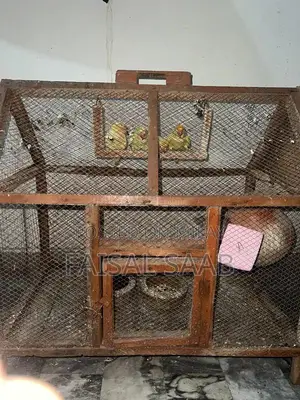 Love birds creamino with cage