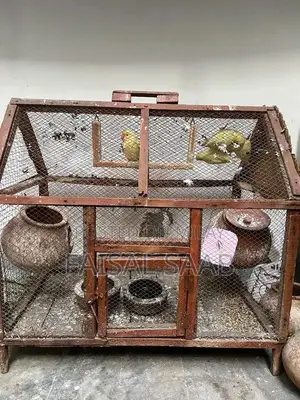 Love birds creamino with cage