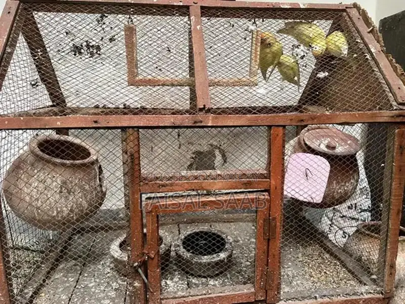 Love birds creamino with cage