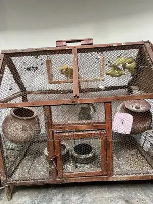 Love birds creamino with cage