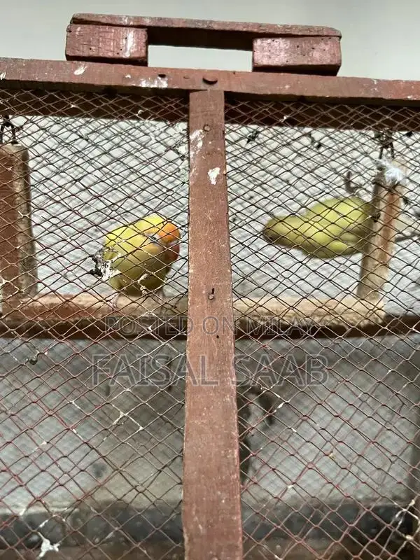 Love birds creamino with cage