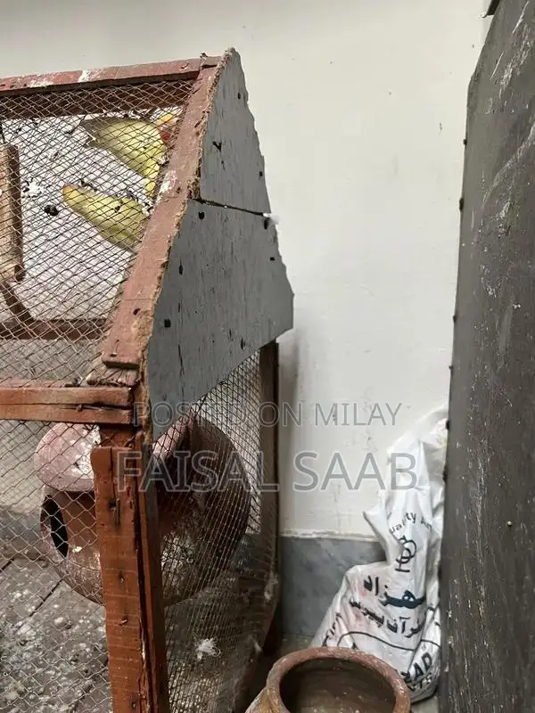 Love birds creamino with cage