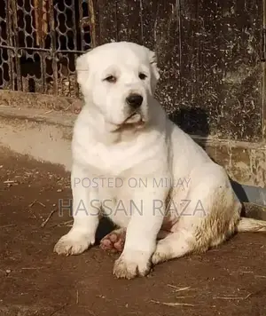 Photo - king Alabai Male Dog / king Alabai security dog for sale