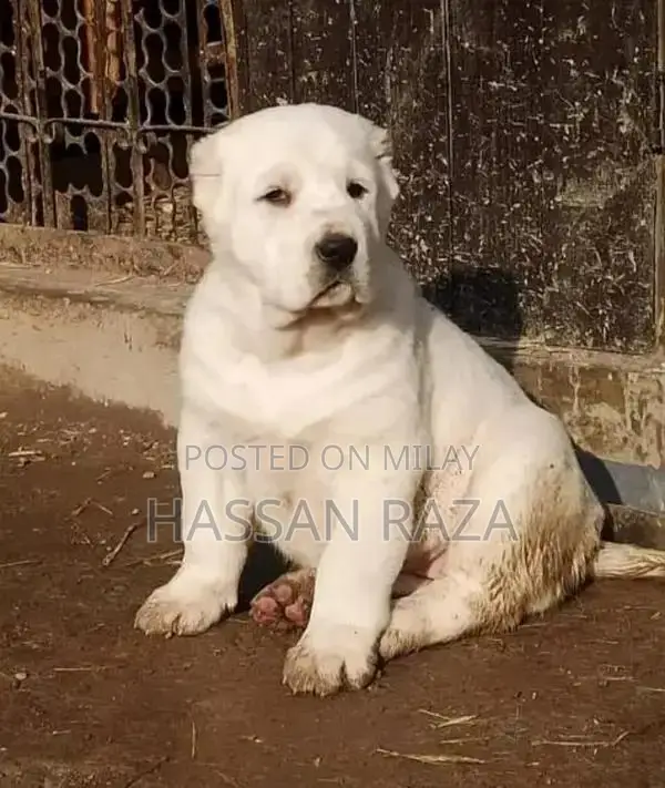 king Alabai Male Dog / king Alabai security dog for sale