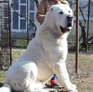 king Alabai Male Dog / king Alabai security dog for sale