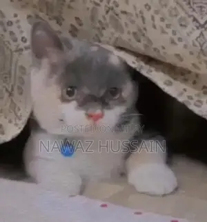 Cute Persian Cat