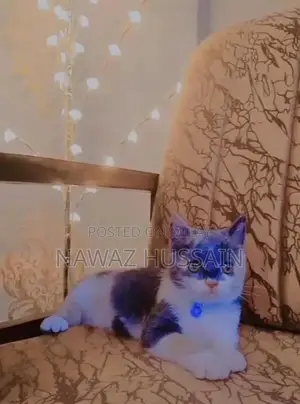 Cute Persian Cat