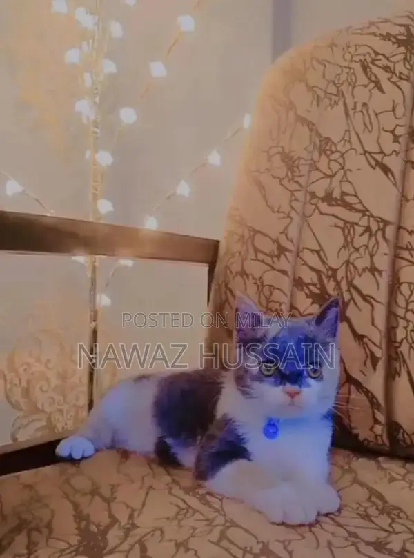 Cute Persian Cat