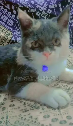 Cute Persian Cat