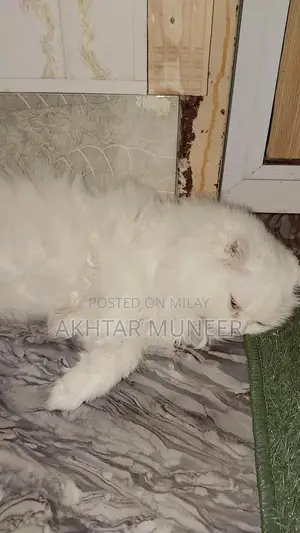 Photo - Persian cat 3 coat