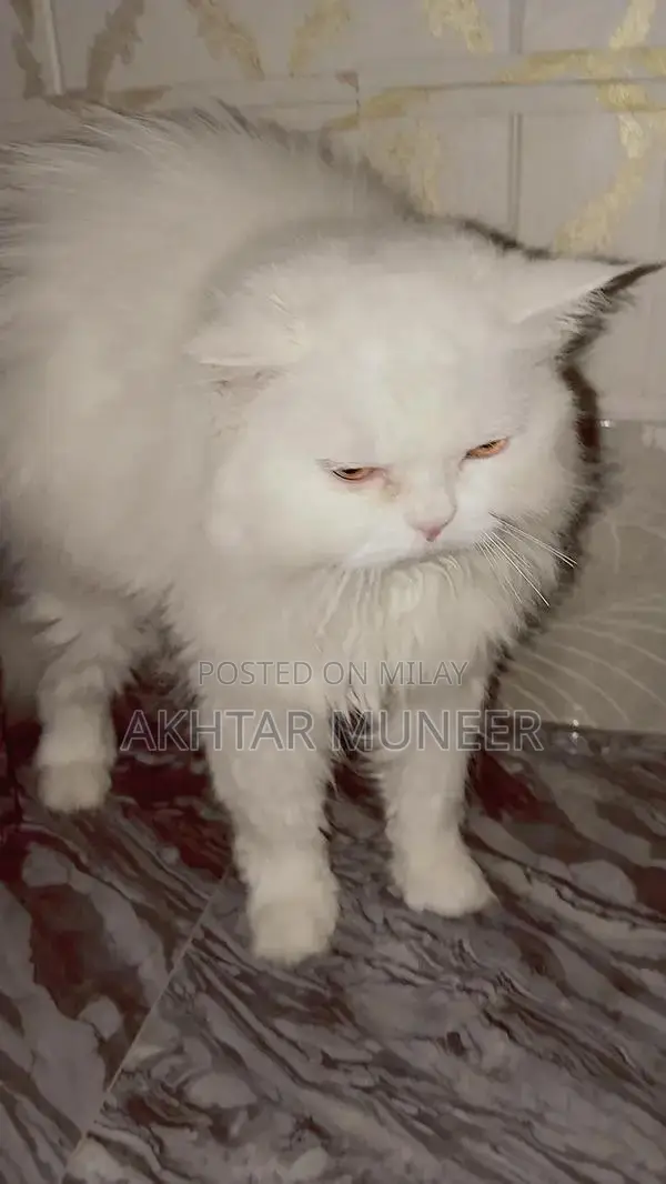 Persian cat 3 coat